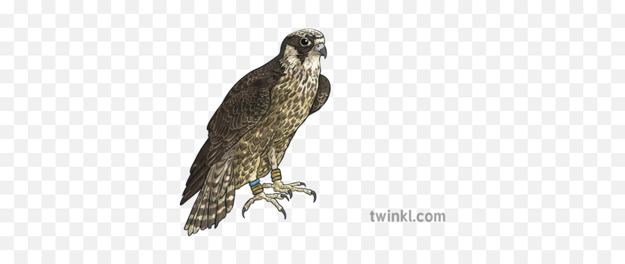 Arabian Falcon Illustration - Twinkl Hawk Png,Falcon Png