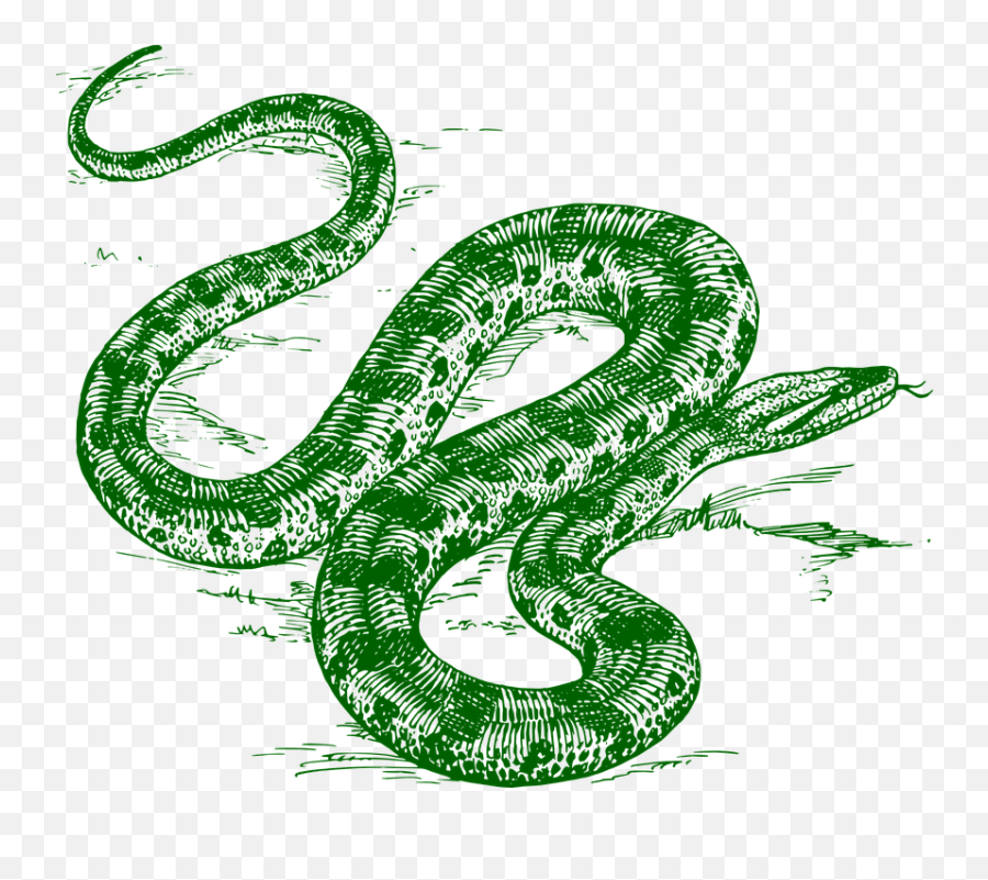 Anaconda Snake Amazon - Green Anaconda Black And White Png,Anaconda Png