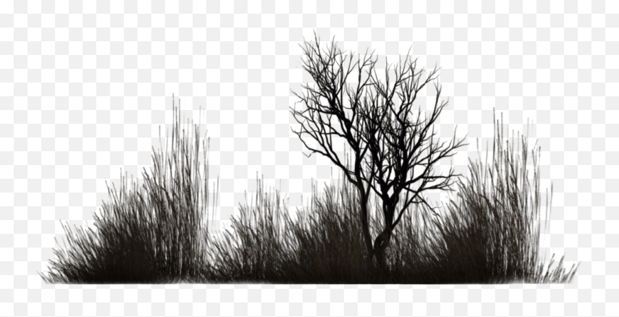 Download Photo Winter Vegetation 5 By - Shrub Graphics Black And White Png,Vegetation Png