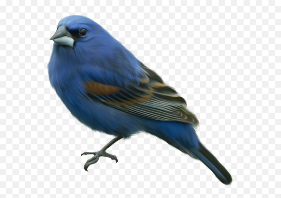 Blue Bird - Blue Bird Png,Blue Bird Png