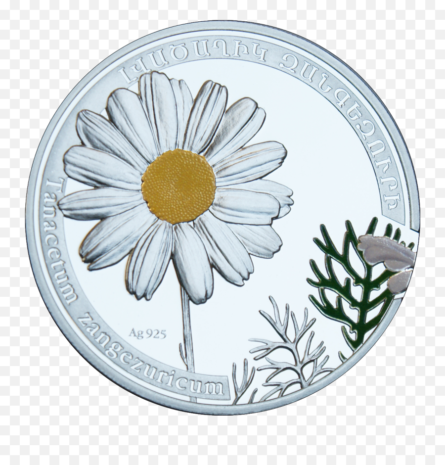 Download Chamomile Png 13 Buy Clip Art - Armenia 2010 Png Oxeye Daisy,Chamomile Png
