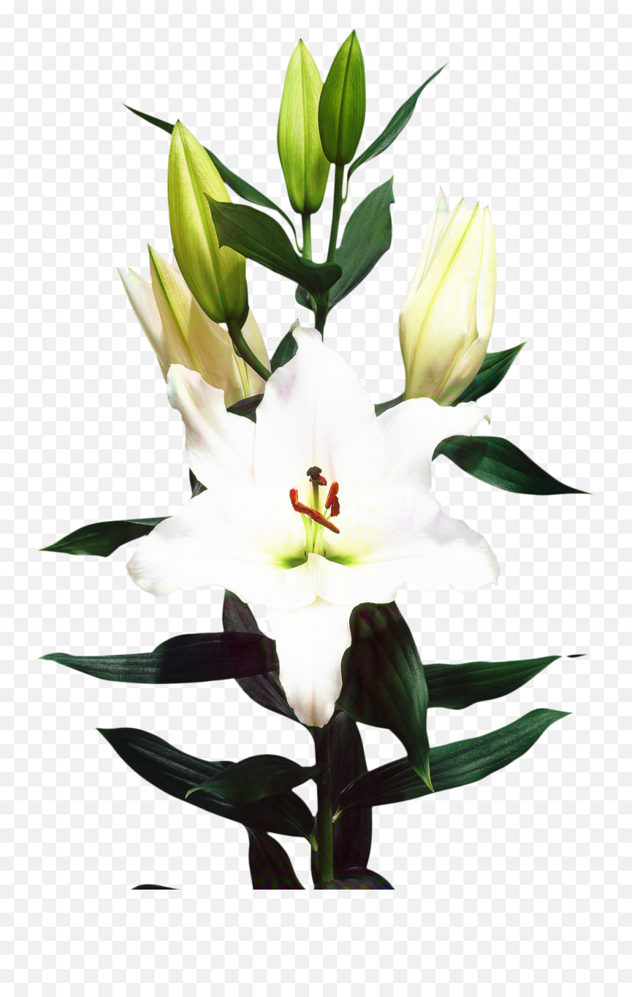 Madonna Lily Cut Flowers Floristry Bulb - Png Download Madonna Lily,Lily Transparent Background