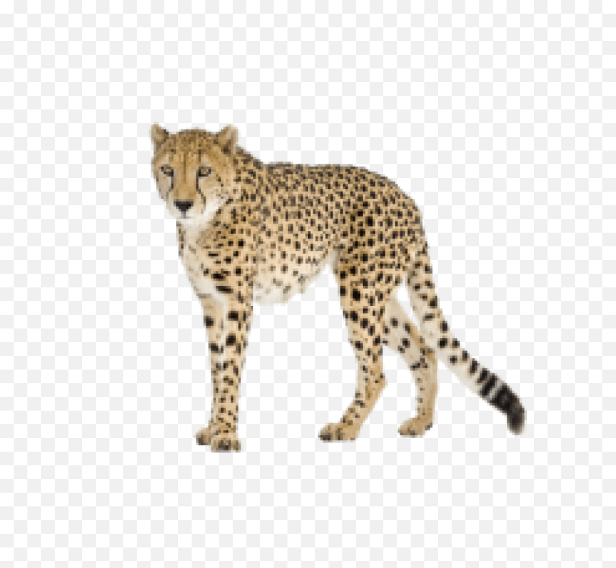 Download Black Tail Cheetah Png Image - Cheetah,Cheetah Png