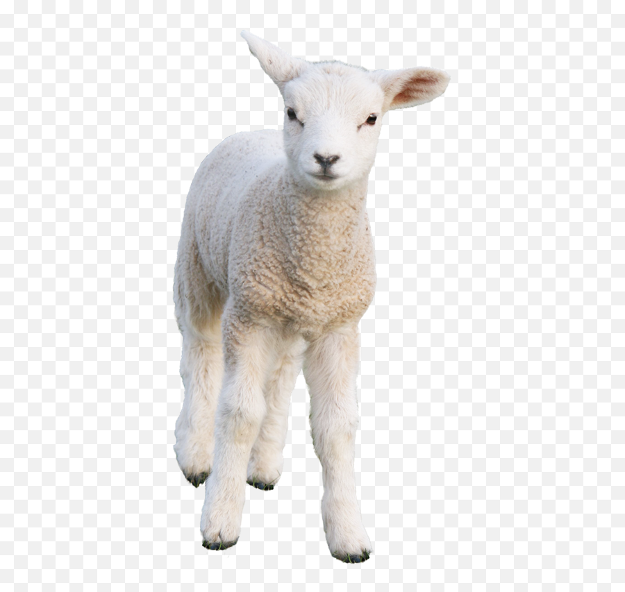 Sheeppng 436800 Spring Colors Animals Png Goat Transparent Background