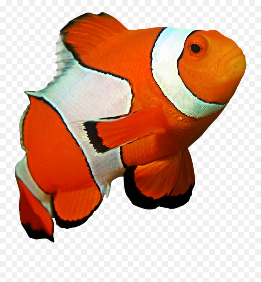 Ocellaris Clownfish Coral Reef Sea - Clownfish Png,Anemone Png