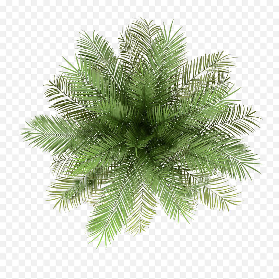 Palm Tree Top View Png - Plants Top View Png,Palmtree Png