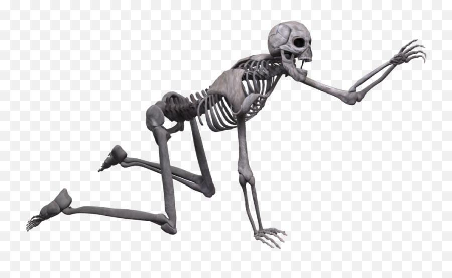 Human Skeleton Skull Poser - Skeleton Png,Skeleton Png Transparent