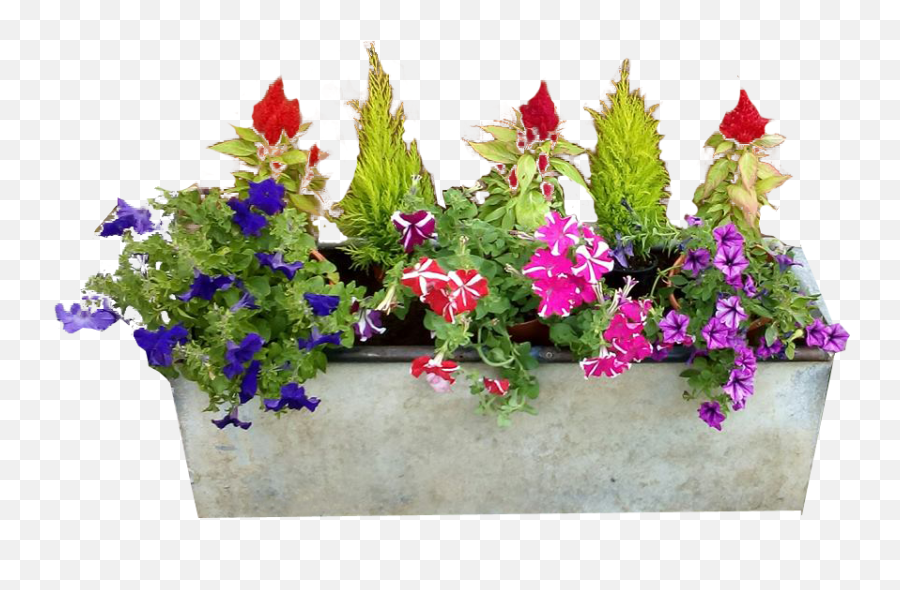 Garden Free Png Images - Window Flower Box Png,Garden Flowers Png