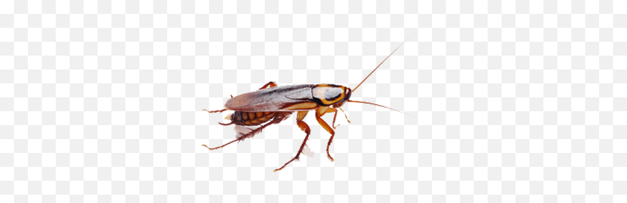 Download Cockroach Brown Transparent Png - Stickpng Imagenes De Cucarachas En Png,Cockroach Png