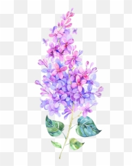 Pin - Watercolor Lilac Tattoo png