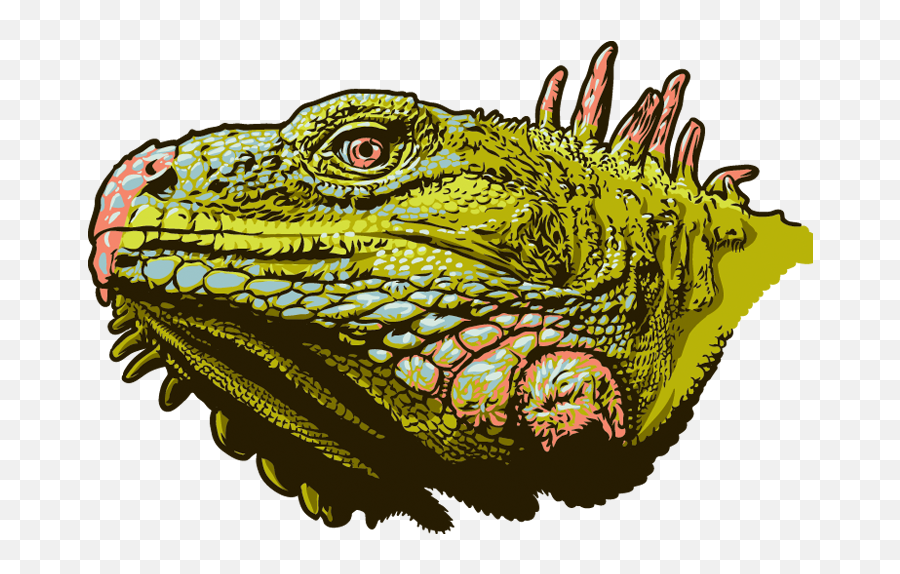 Download Illustration - Green Iguana Full Size Png Image Green Iguana,Iguana Transparent Background