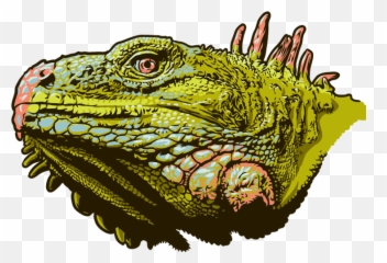 Download Illustration - Green Iguana Full Size PNG Image