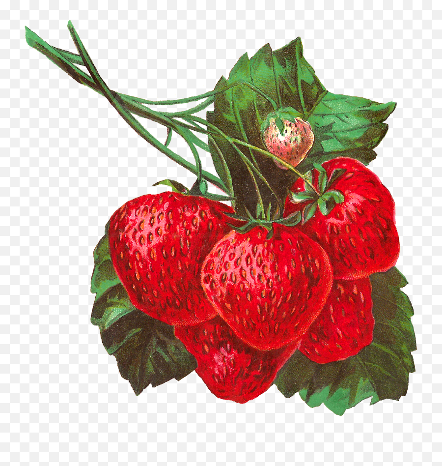 Strawberries Clipart Simple Strawberry - Strawberry Plant Png Vintage,Strawberries Transparent Background