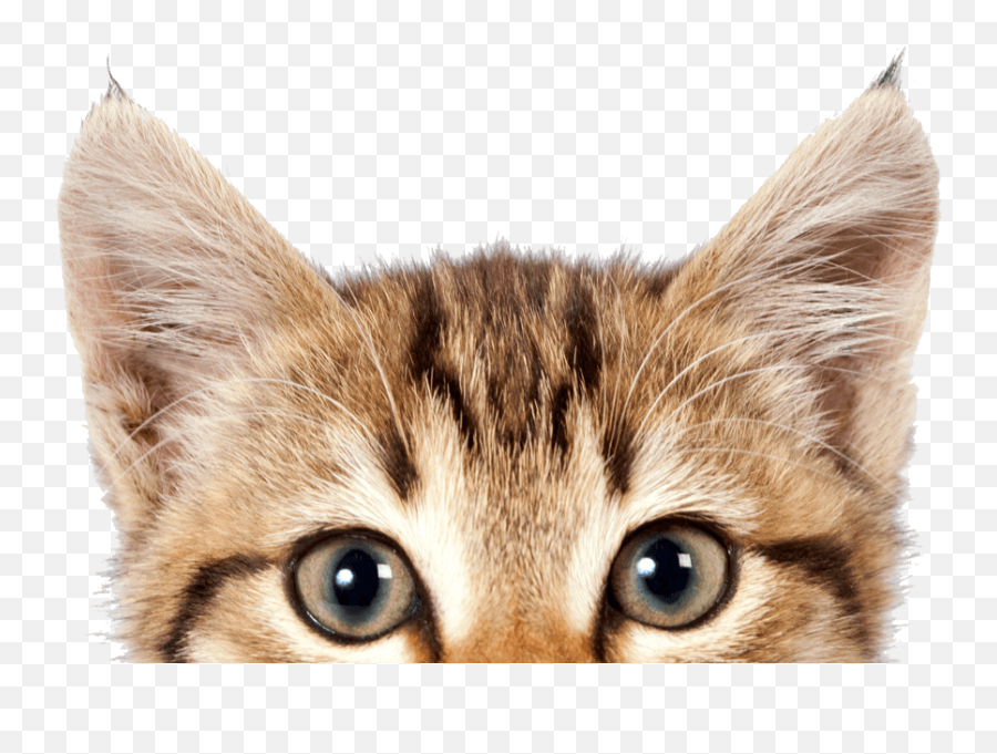 Cat Png - International Cat Day 2019,Transparent Cat