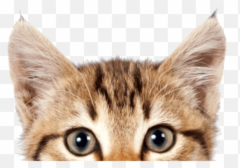 Cat Png - International Cat Day 2019,Transparent Cat