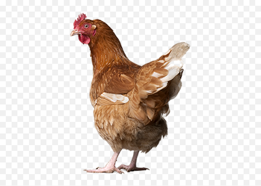 Chicken Png Icon Images Download - Chicken Png,Chicken Icon Png
