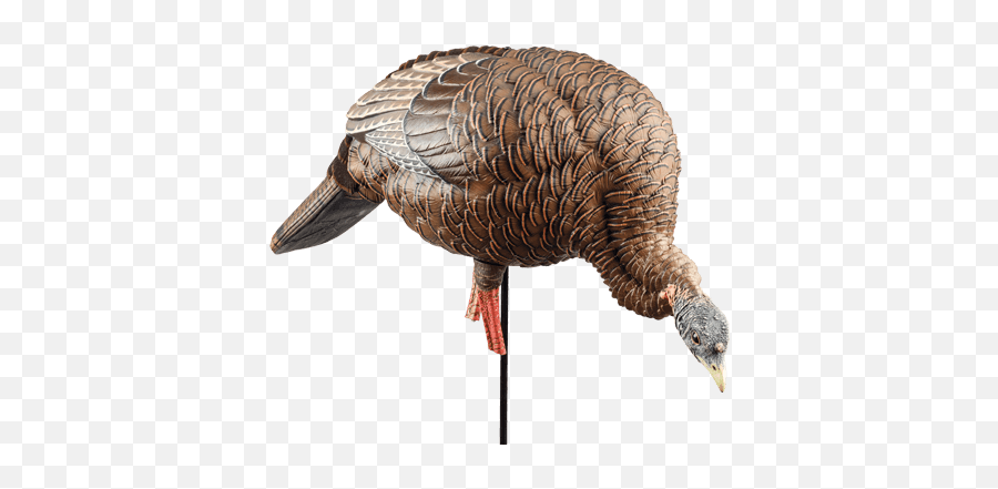 Spring Turkey Hunting Gear Cabelau0027s - Feeder Hen Decoys Png,Forest Service Avian Icon