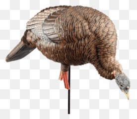 Spring Turkey Hunting Gear Cabelau0027s - Feeder Hen Decoys png