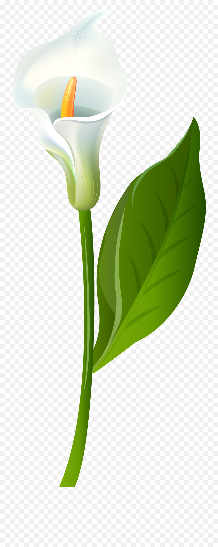Leaf Flower Plant Stem Green - Calla Lily Transparent Png Lily Flower White Calla,Flower Stem Png