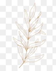 Asli Ayurveda - Twig png