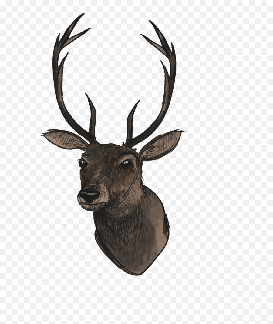 Download Deer Head Png File - Free Transparent Png Images Deer Head Png,Animal Head Png