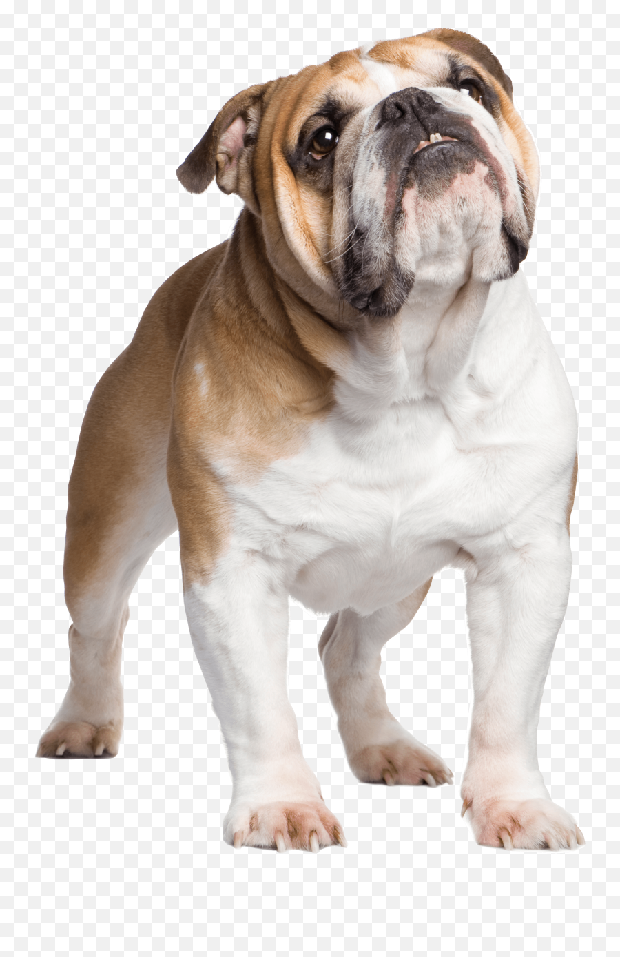 English Bulldog Transparent Png - Bulldog Png,Bulldog Transparent Background