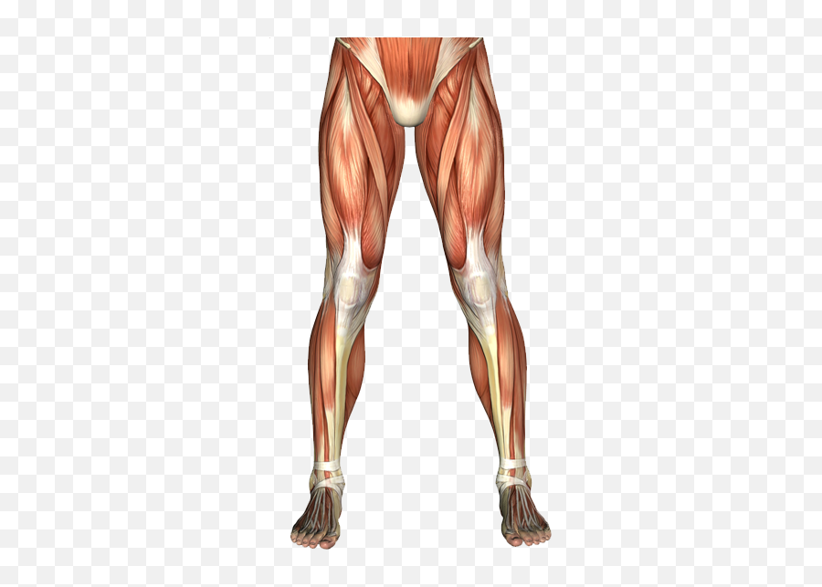 Musclar Legs Png Picture 728718 - Muscle Pain Below Knee,Muscles Png