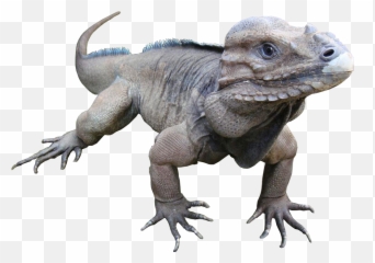 Download Animala Rare Rhinoceros Iguana - Rhino Iguana White Background Png,Iguana Png