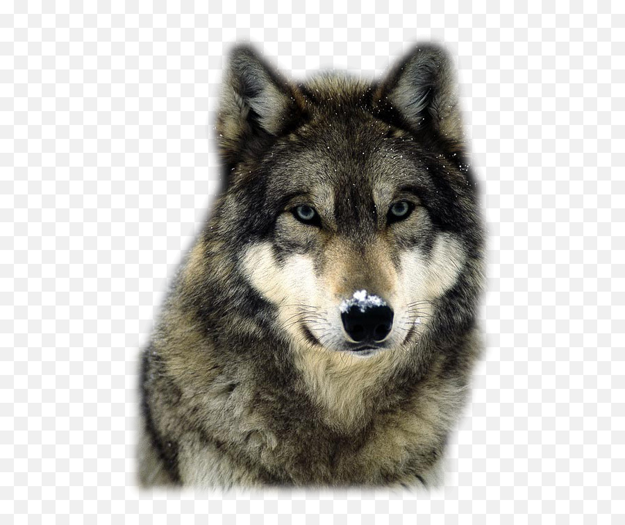 Baby Wolf Png - Beautiful Wolves Animals Beautiful Wolf Hd Wallpaper For Android,Wolves Png