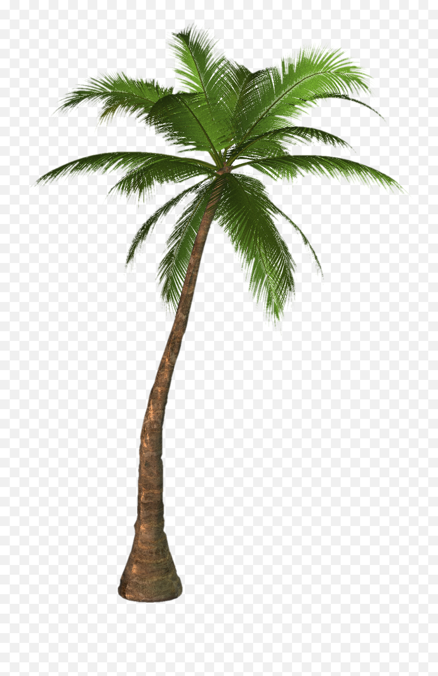 Green Palm Tree Png Photos - Palm Tree Clip Art,Palm Png