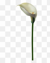 Wallpapers V Png Lilies