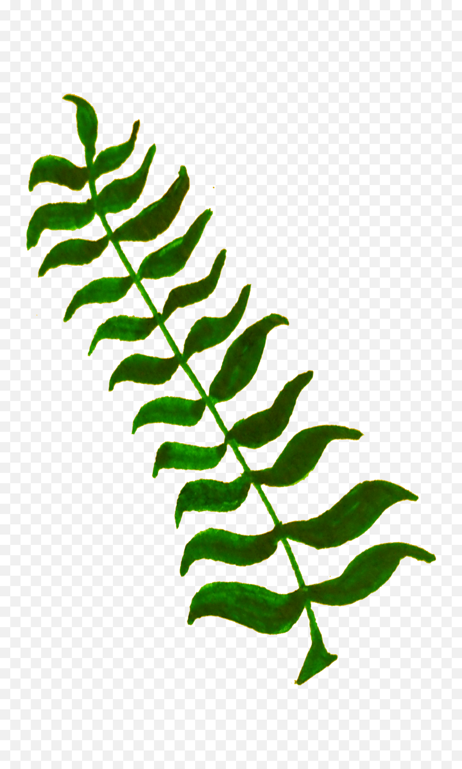 Plant Clipart Vascular - Under Water Plant Clip Art Png,Plant Transparent