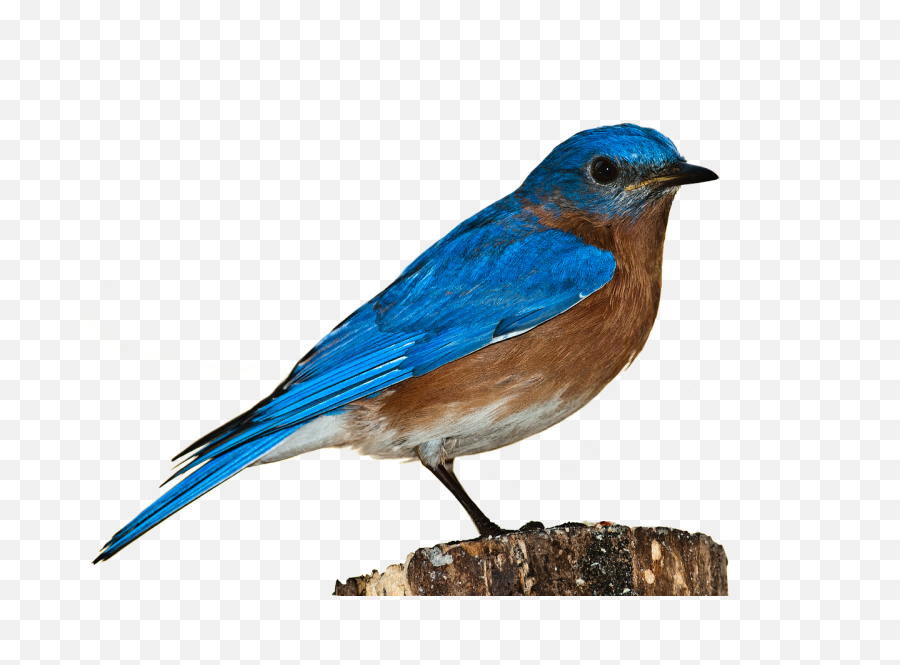 Bird Bluebird Png - Blue Bird White Background,Blue Bird Png