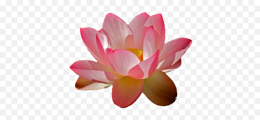 Water Lily Png Transparent Images Free Download Clip Art - Transparent Water Lily Png,Lily Transparent Background