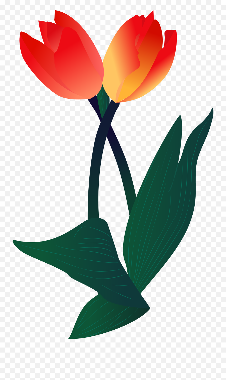 Plant Illustration Flower Png And Vector Image - Sprengeru0027s Hd Tulip Flower Png,Flower Illustration Png