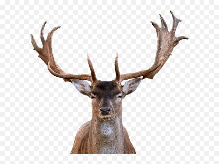 Moose Elk Png - Deer Head Png,Elk Png