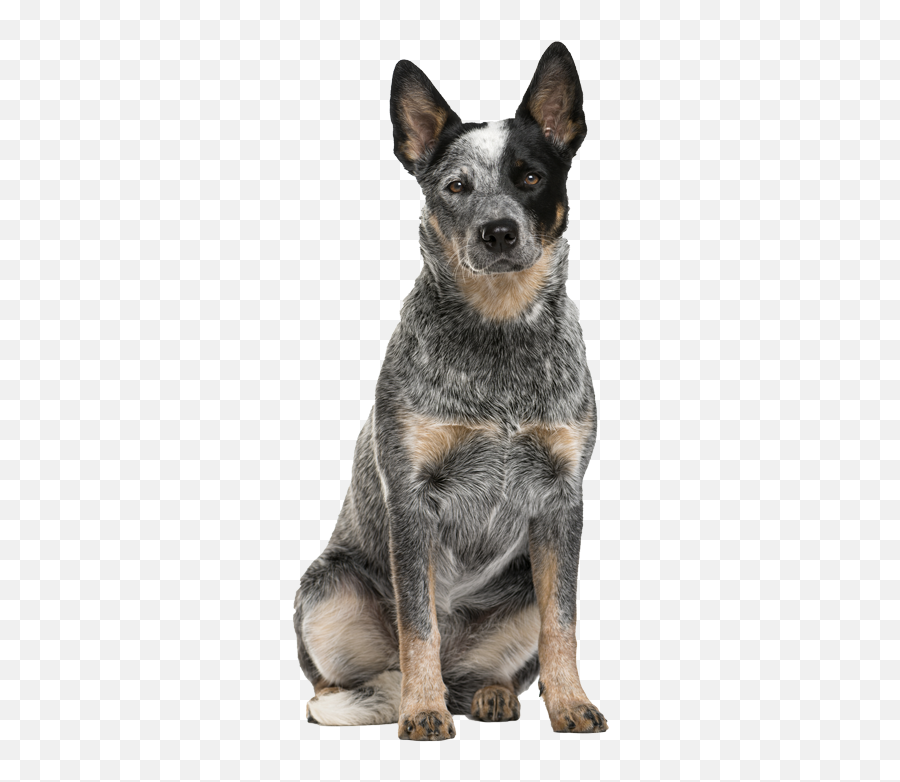 Australian Cattle Dog Images - Australian Cattle Dog Puppy Png,Gabe The Dog Png