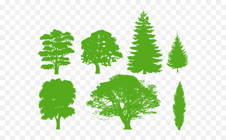 Free Cedar Tree Images - Pine Tree Silhouette Png,Cedar Tree Png