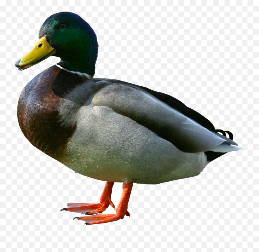 Duck Png Image Free Download - Duck Png,Ducks Png