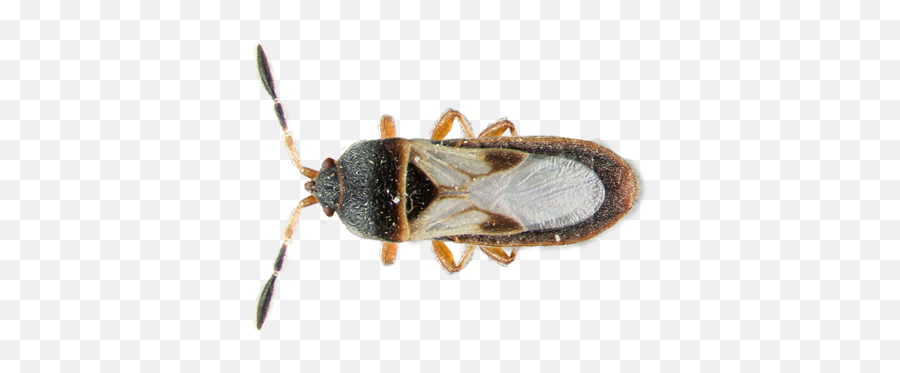 Insect Database Facts Hulett Environmental Service - Florida Lawn Pests Png,Transparent Bug