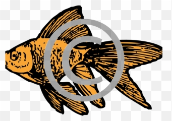 Black And White Clipart Goldfish - Art png