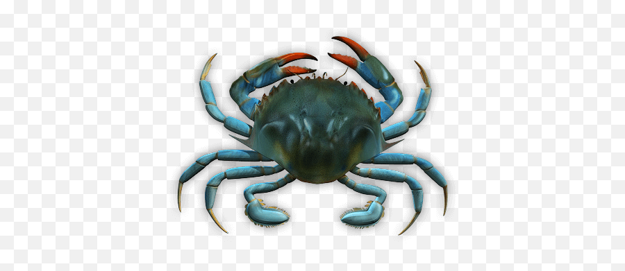 Download Blue Crab - Blaukrabbe Png,Blue Crab Png