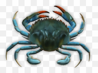 Download Blue Crab - Blaukrabbe Png,Blue Crab Png