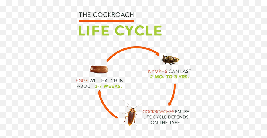 Download American Cockroachgerman Cockroach - Life Cycle Of Kawasaki Png,Cockroach Png