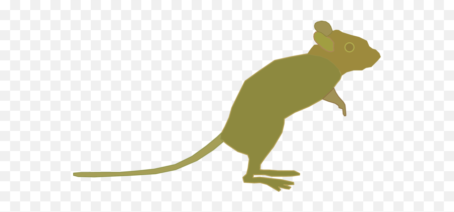 Marsupial Photo Background Transparent Png Images And Svg - Clip Art,Rat Transparent Background