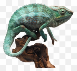 The Future Of Firm - Source Global Research Chameleon Quotes In Hindi png