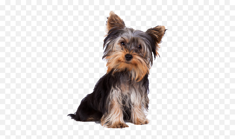 Yorkie Png Images In Collection - Yorkshire Terrier Scottish Terrier,Yorkie Png