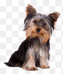 Yorkie Png Images In Collection - Yorkshire Terrier Scottish Terrier,Yorkie Png