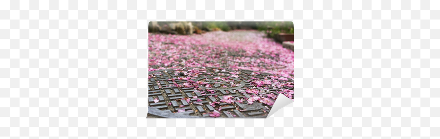 Falling Cherry Blossom Petals - We Live To Change Ciliegio Che Perde Fiori Png,Cherry Blossom Petals Png