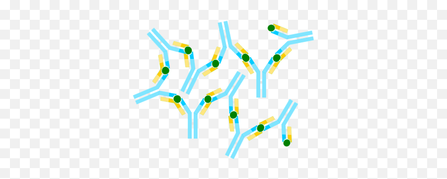 Fileantigen - Antibodycomplexpng Wikimedia Commons Antigen Antibody Complex,Antibody Png